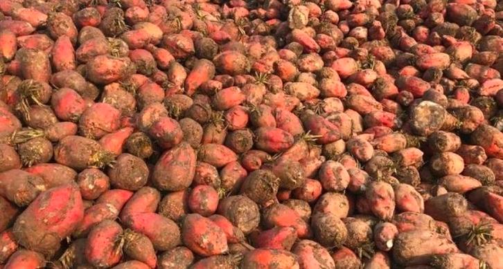 voederbieten, Zakelijke goederen, Landbouw | Veevoer, Ophalen of Verzenden