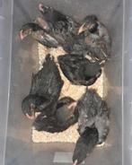Barnevelder kuikens, Dieren en Toebehoren, Pluimvee, Kip