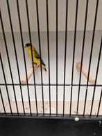 Yarrel Sijzen - Geelbuik sijzen, Dieren en Toebehoren, Vogels | Overige Vogels, Meerdere dieren, Tropenvogel, Geringd