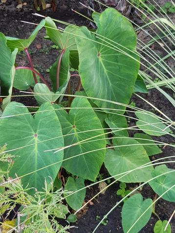 Colocasia "Pink China" beschikbaar voor biedingen