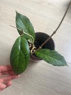 Hoya nui plant, Huis en Inrichting, Kamerplanten, Bloeiende kamerplant, Ophalen, Minder dan 100 cm