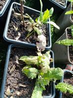 Salvia nemorosa 'Caradonna', Tuin en Terras, Vaste plant, Ophalen, Volle zon