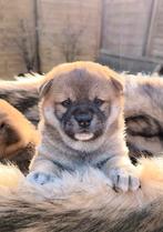 Shiba Inu pups met stamboom en gezondheidstesten, Dieren en Toebehoren, België, Fokker | Hobbymatig, Overige rassen, 8 tot 15 weken