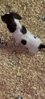 Engelse Springer Spaniel pups ouders bejaagd de springer, Dieren en Toebehoren, België, Fokker | Hobbymatig, 8 tot 15 weken, CDV (hondenziekte)