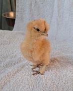 USA zijdehoender kuikens, ingeënt, geslacht onbekend., Dieren en Toebehoren, Geslacht onbekend