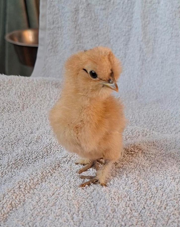 USA zijdehoender kuikens, ingeënt, geslacht onbekend., Dieren en Toebehoren, Pluimvee, Geslacht onbekend