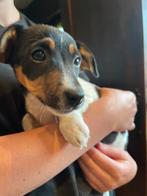 Jack Russel pups, Dieren en Toebehoren, België, Fokker | Hobbymatig, Jack Russell Terriër, 8 tot 15 weken