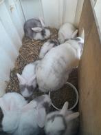 prachtige jonge hangoortjes zoeken een leuke thuis, Dieren en Toebehoren, Mannelijk, Klein, Hangoor