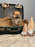 Prachtige raszuivere dwergkeesjes/pomeranians/pomeriaan, Dieren en Toebehoren, België, Fokker | Hobbymatig, Keeshond, 8 tot 15 weken