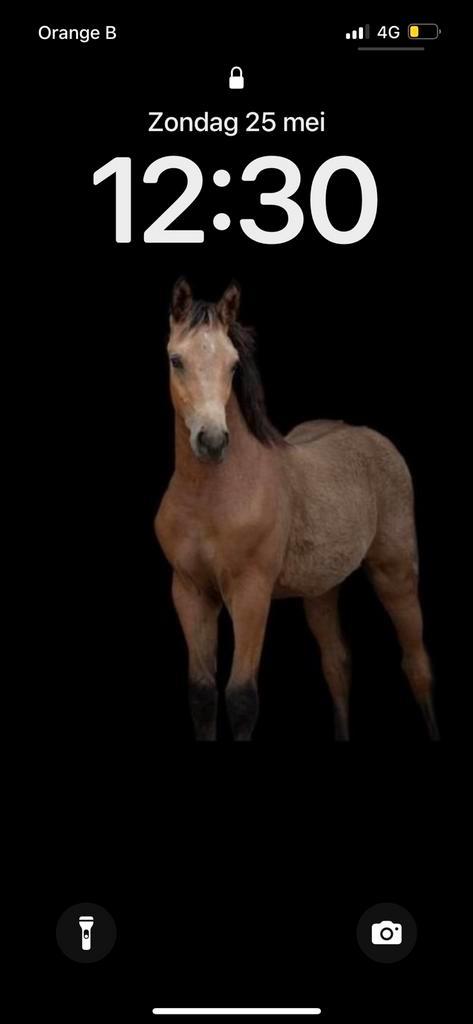 Veulen 1,5 jaar, Dieren en Toebehoren, Paarden, Ruin, Onbeleerd, Minder dan 160 cm, 0 tot 2 jaar, Met stamboom, Gechipt, Ontwormd