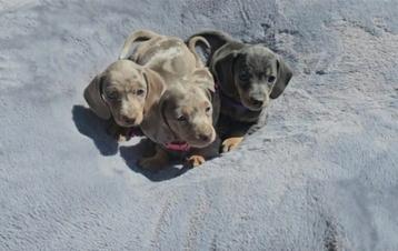 Teckel dwergteckel pups teefjes beschikbaar voor biedingen