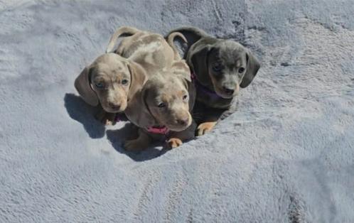 Teckel dwergteckel pups teefjes, Dieren en Toebehoren, Honden | Teckels en Dashonden, Teef, Korthaar, Dwerg, Fokker | Professioneel