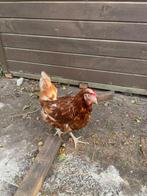 4 legkippen te koop, Dieren en Toebehoren, Pluimvee, Vrouwelijk, Kip