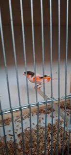 Couple Canaris arlequin 2025, Animaux & Accessoires, Oiseaux | Canaris, Mâle