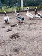 Oud Hollandse kuifeend, Dieren en Toebehoren