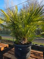 Palmboom Chamaerops Humilis meerstam, Tuin en Terras, Ophalen, Olijfboom