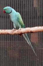 Kweek man Opaline pastel blauw/wkws 2022