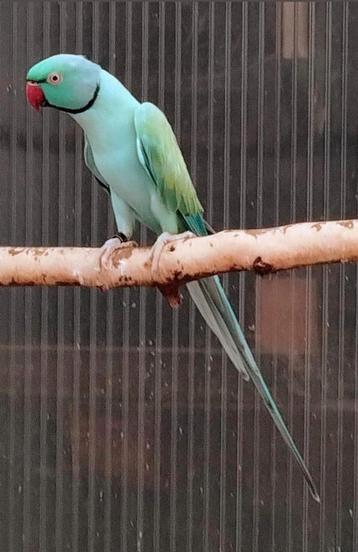 Kweek man Opaline pastel blauw/wkws 2022 beschikbaar voor biedingen
