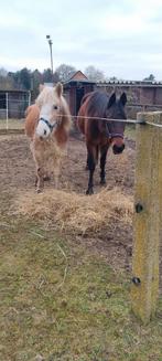 dood braaf paard, Dieren en Toebehoren, Pony's, Meerdere dieren, Zadelmak, Gechipt, 11 jaar of ouder