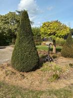 2 Taxus kegels, Ophalen