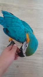 Blauw geel ara ararauna, Vrouwelijk, Papegaai, Geringd