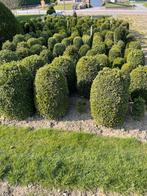 Buxus plantjes, Jardin & Terrasse, Plantes | Arbustes & Haies, Moins de 100 cm, Enlèvement, Buis, Arbuste