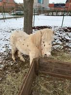 Shetland pony hengst, Animaux & Accessoires, Poneys, Vermifugé, Poney A (jusqu'à 1.17 m), Étalon, 0 à 2 ans
