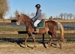 Superchique 3-jarige Arabische volbloed, Minder dan 160 cm, Gechipt, Ruin, Zadelmak