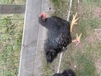 Haan, Dieren en Toebehoren