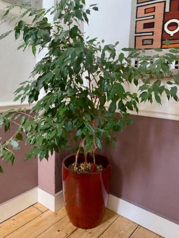 Ficus Benjamina 165cm avec pot céramique beschikbaar voor biedingen