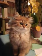 Chatons britanniques à poil court argenté teinté de noir., Chat, Avec pedigree, 0 à 2 ans