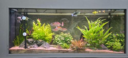 Aquarium 240L Compleet, Dieren en Toebehoren, Vissen | Aquaria en Toebehoren, Zo goed als nieuw, Gevuld zoetwateraquarium, Ophalen