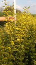 Ligustrum ovalifolium 'Aureum', Tuin en Terras, Ophalen