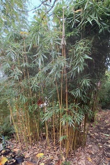 Bamboe fargesia robusta campbell 250/300cm in pot, Tuin en Terras, Planten | Tuinplanten, Vaste plant, Overige soorten, Volle zon