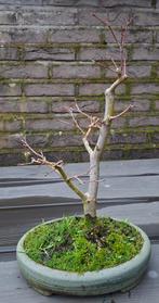 Bonsai japanse esdoorn (acer palmatum), Tuin en Terras, Ophalen
