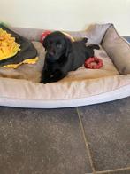 Chiots Goldador noirs, Golden retriever, Chien (mâle), Belgique, Plusieurs