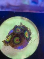 diverse koraalstekjes, Dieren en Toebehoren, Zoutwatervis