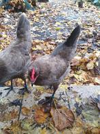 2 hennen mix australorp kriel  x opal legbar, Dieren en Toebehoren, Pluimvee