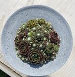 Decoratie met Sempervivum, Tuin en Terras, Ophalen, Vaste plant