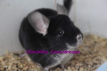 Chinchilla mâle Black Pearl notre élevage