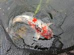 Koi, Dieren en Toebehoren, Vissen | Vijvervissen