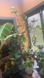 Citronnier portant des fruits chaque depuis 20 ans, Maison & Meubles, Enlèvement ou Envoi