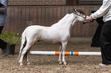 AMHA betoverend en klein dekhengstje ter dekking 2025, Dieren en Toebehoren, Pony's, Hengst, Niet van toepassing, Met stamboom
