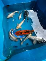 Koi vissen, Dieren en Toebehoren, Vissen | Vijvervissen, Karper of Koi