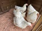 Grote cochin, cochins in 3 kleuren, Dieren en Toebehoren, Pluimvee