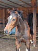 Talentvol hengstenveulen van Jaguar vd Berghoeve, Dieren en Toebehoren, Paarden, Springpaard, Gechipt, Niet van toepassing, 0 tot 2 jaar