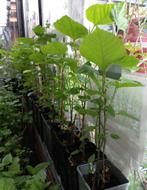 WITTE (Turkse) MOERBEI Planten, in pot: 40/60 cm = 8€/stuk., Tuin en Terras, Planten | Tuinplanten, Vaste plant, Fruitplanten