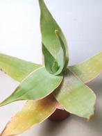 Aloe striata - Koraal Aloë - Zuid Afrika, Vetplant, Ophalen of Verzenden, Minder dan 100 cm, Volle zon