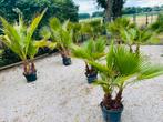 🌴🏝️Washingtonia Robusta Palm Tree —3-7 stammen —LEVERING🚛, Ophalen of Verzenden