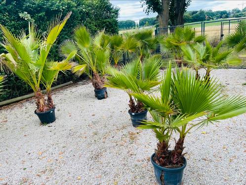 🌴🏝️Washingtonia Robusta Palm Tree —3-7 stammen —LEVERING🚛, Tuin en Terras, Planten | Bomen, Ophalen of Verzenden